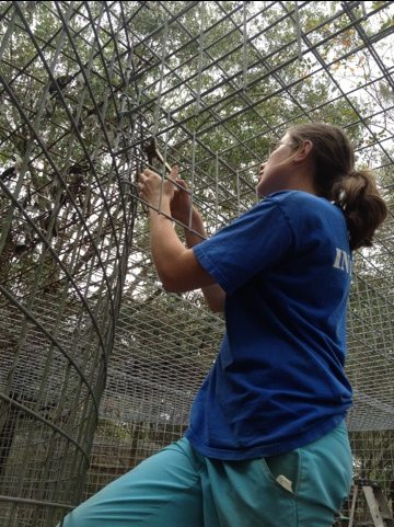 Marnell the intern has helped with lots of cages during her 3 months  Today at Big Cat Rescue Nov 19 20111119 145346