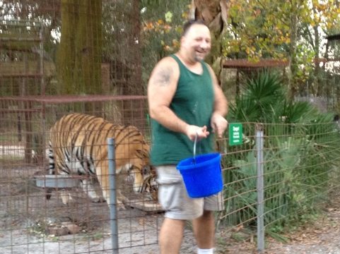 Matt helps Alex the tiger recover some of his dinner he pushed out