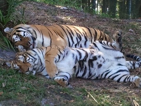 Shere Khan and China Doll the tigers snuggling