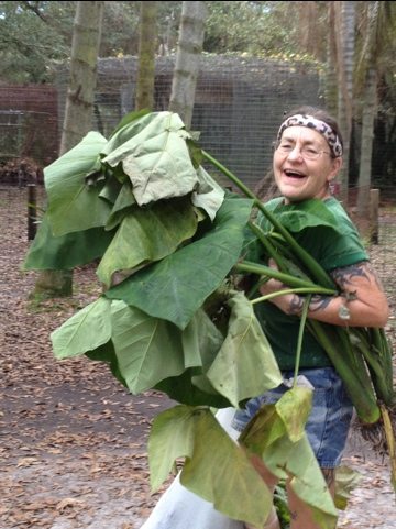 Rosey recycling elephant ears that were culled for cage painting