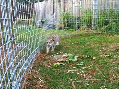 Windstar the bobcat raced in circles around his new Cat-a-tat