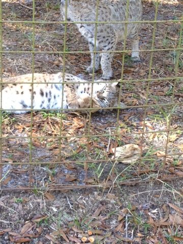 20111124-114449.jpg  Today at Big Cat Rescue Nov 24 Thanksgiving Day 20111124 114449