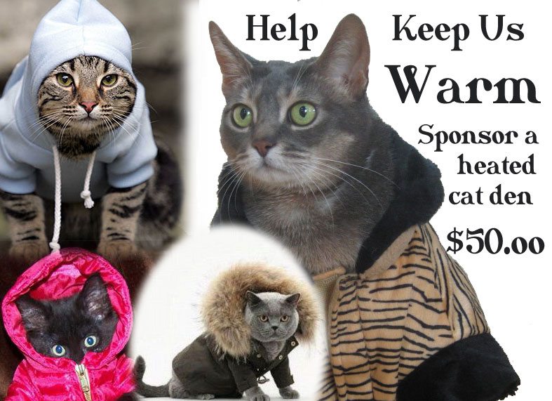 Sponsor a heated Cat Den for the Big Cats for $50