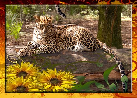 Thanksgiving Day Card with a Big Cat Rescue Leopard