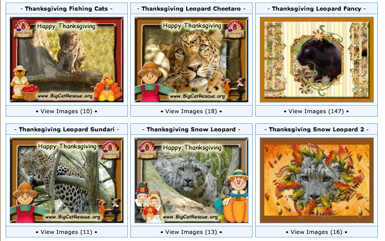 Check Out These Big Cat Thanksgiving E Cards