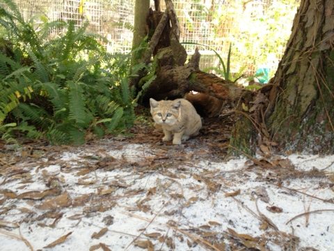 Rare view of Genie the Sand Cat in her sandy cat-a-tat