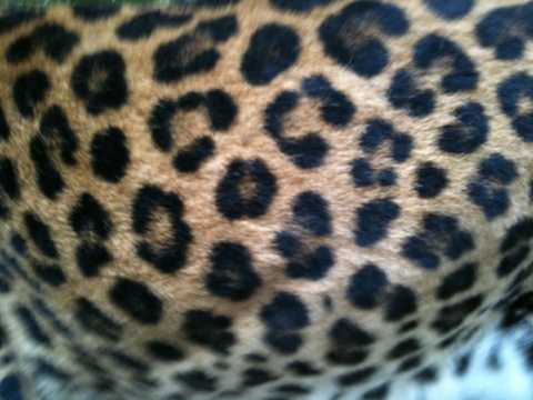 Can you guess which leopard?  Today at Big Cat Rescue Dec 10 Event for Big Cat Rescue 20111210 113605