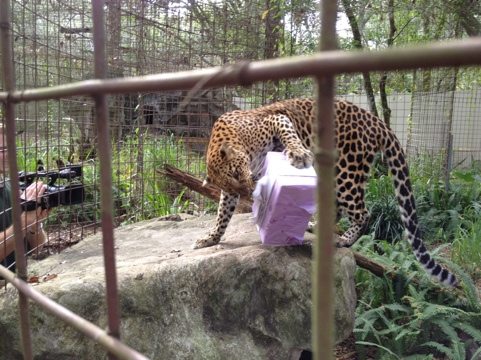Sundari the leopard enjoys her holiday gift by Enrichment Elves
