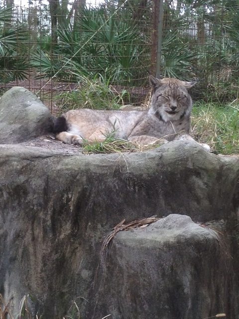 Kanawha the Siberian Lynx will be 23 next month