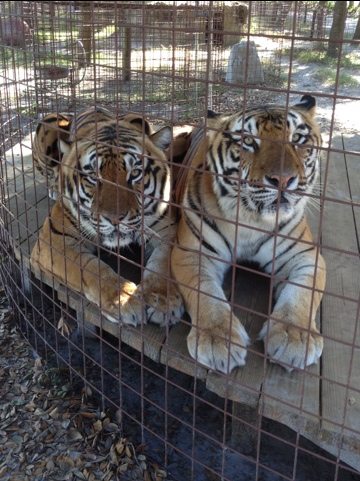 Arthur and Andre tigers are usually found close together  Today at Big Cat Rescue Dec 17 20111217 172226