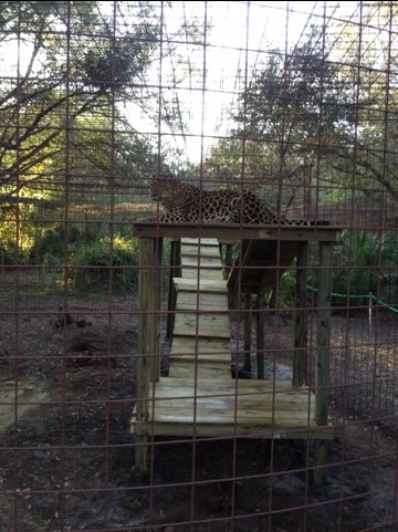 Jen and Darren Holley build a jungle gym for Simba the leopard