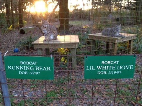 Running Bear and Little White Dove sitting behind each other's signs  Today at Big Cat Rescue Dec 17 20111217 172252