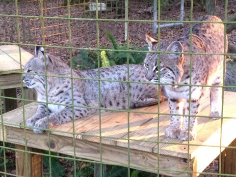 Running Bear and Little White Dove the bobcats  Today at Big Cat Rescue Dec 17 20111217 172259