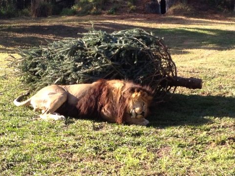 Cameron the lion loves his holiday trees more than any other cat here