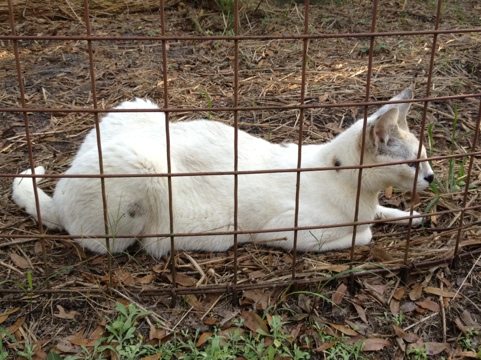 Pharaoh the white serval has tiny spots of normal colored fur