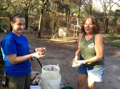 Rachel and Lisa feeding hungry cats on Christmas Eve  Today at Big Cat Rescue Dec 24 Christmas Eve 20111224 163545