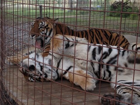 Arthur and Andre the tigers were asking for seconds  Today at Big Cat Rescue Dec 24 Christmas Eve 20111224 170735