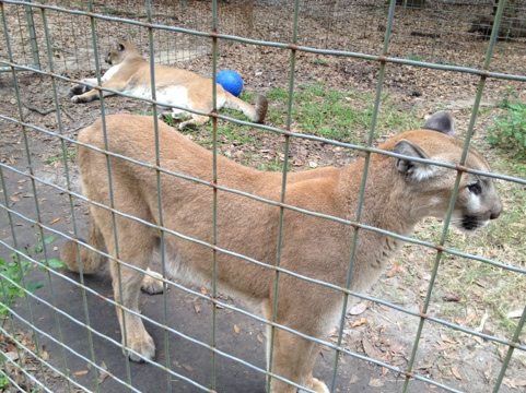 Ares and Orion the cougars wait impatiently for Christmas trees