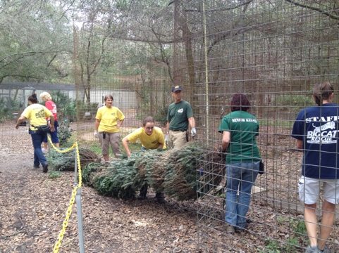 Christmas Tree Line Dancing at Big Cat Rescue
