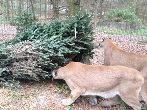 Cougar brothers looking for presents under the Christmas tree