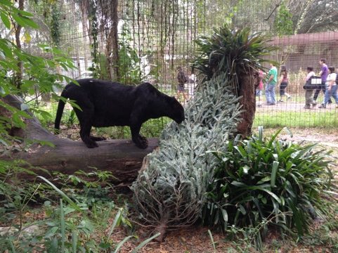 Jumanji the black leopard sniffs his Christmas tree as the 3 PM tour goes by
