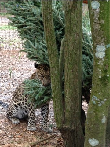 Reno the golden leopard rubs all over his tree before using it as floss