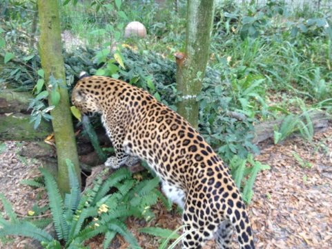 Sundari the leopard was more interested in the people than the Christmas tree