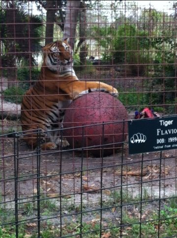 Our oldest tiger, Flavio, still knows how to have fun