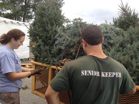 Jamie and Jarred strap on a trailer load of donated Christmas trees