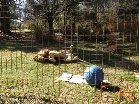 Despite all the commotion today, Joseph the Lion just couldn't care less.