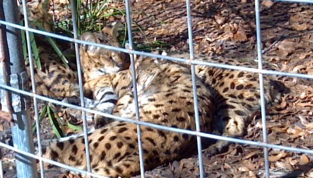 Zimba, Doodles, Zouletta servals in a snuggle pile