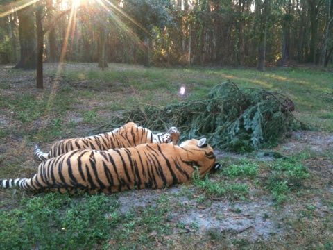 Shere Khan and China Doll snuggle by the Christmas tree in morning light  Today at Big Cat Rescue The Big Cat Tax Break 20111230 125151