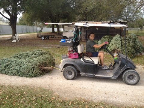 Jamie Veronica hauls Christmas trees for the cats behind her cart