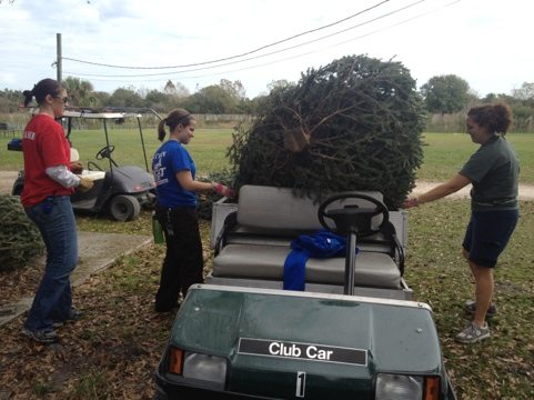 Afton and Rachel help Jamie load Christmas trees onto the carts