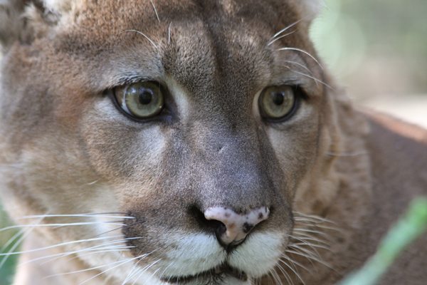 Cougar Puma or Mountain Lion Attacks Are Likely Discarded Pets  Mountain lion season closes in southwestern North Dakota Cougar Mac 03
