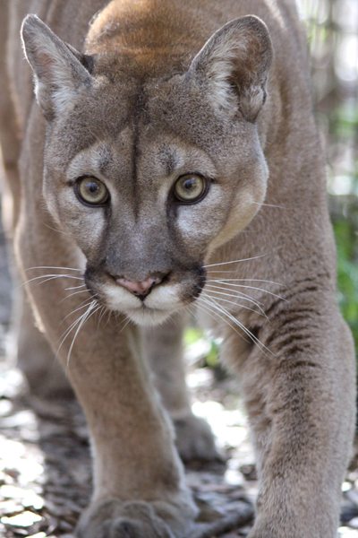 Reports of mountain lion sightings increasingly common Cougar Tobi 01