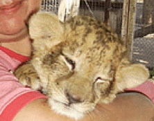 Posing with Big Cat Cubs Leads to Abuse  Today at Big Cat Rescue The Big Cat Tax Break Screen Shot 2011 12 30 at 9