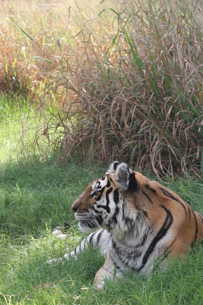 Tiger at Big Cat Rescue  Animal Week Shelter Spotlight: Big Cat Rescue Simba