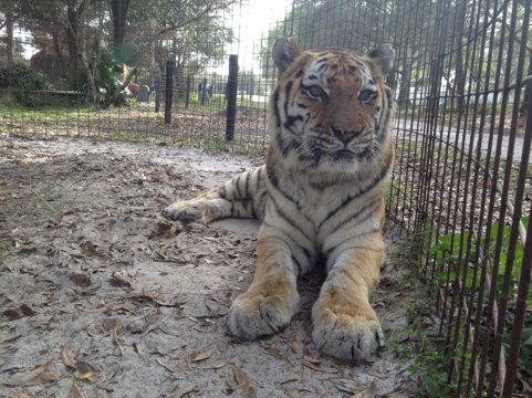Checking on Modnic the tiger.  Her cancer is back and we don't have much time with her left.