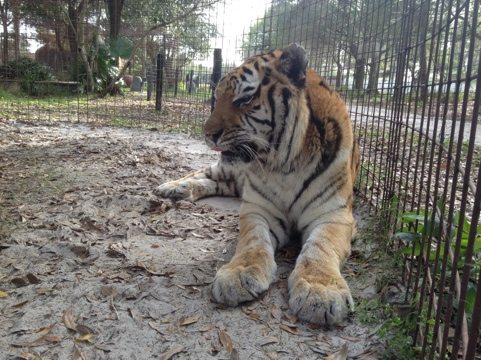 Modnic the tiger waiting for her new winter grass to grow