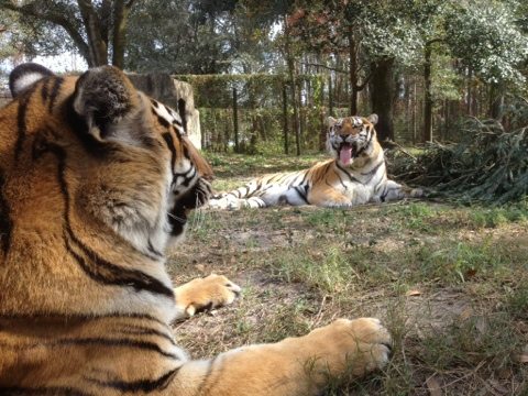 Got a caption for this funny tiger photo?  Put it in the comments.  Today at Big Cat Rescue Jan 9 20120109 165025