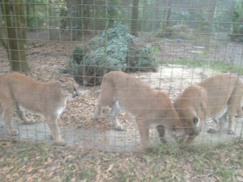 These three cougars can't wait.  Others are a little more fussy.  Today at Big Cat Rescue Jan 9 20120109 180133