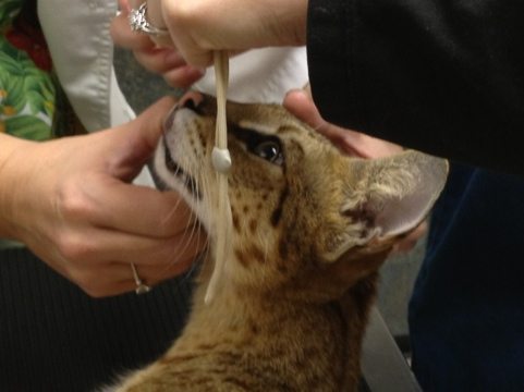 Diablo the Savannah Cat is asleep in these photos at the vet's office