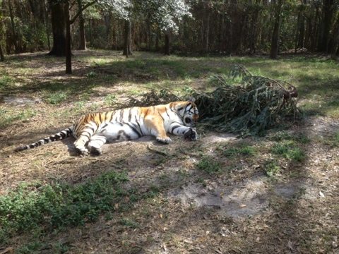 A scented pine tree pillow for one big tiger!