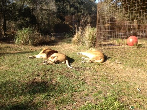 The lions sunning themselves makes me want to go to the beach