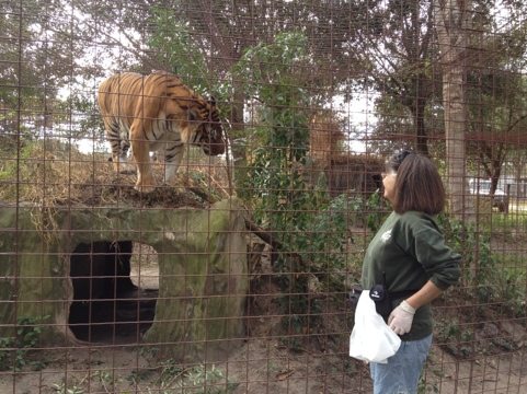 Board member and Green Level Keeper Mary Lou is wowed by Flavio tiger
