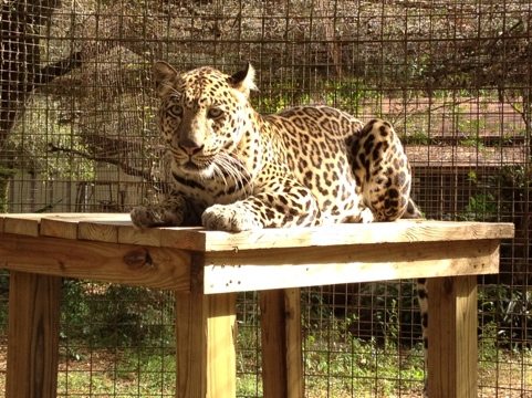 Reno the leopard got a new safety entrance to his duplex cat-a-tat