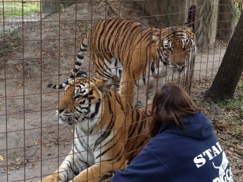 Tiger brothers vie for attention by the Operations Manager at Big Cat Rescue