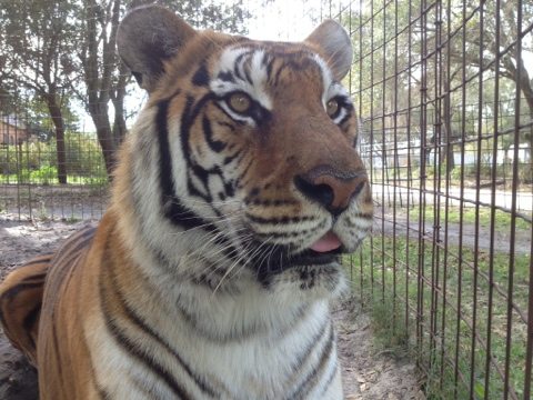 Tiger looks longingly at the site of the new play yard we want to build