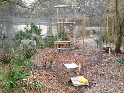 Can you see all four of the NY Servals waiting for dinner in this shot?